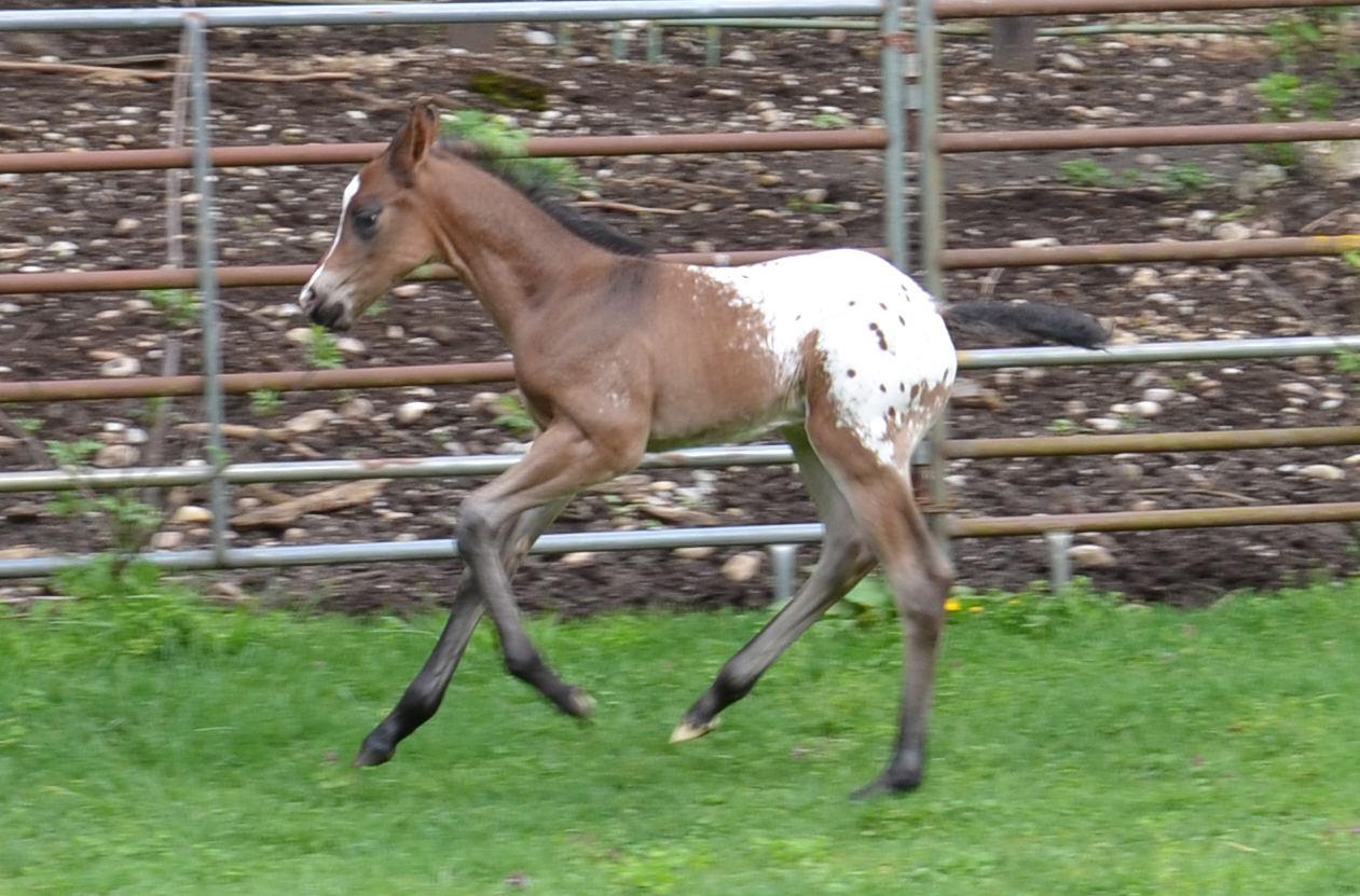 colt%205%20days%20old.jpg