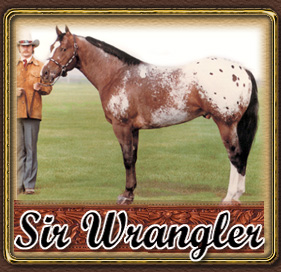 BAR-D RANCH - HOME OF SIR WRANGLER